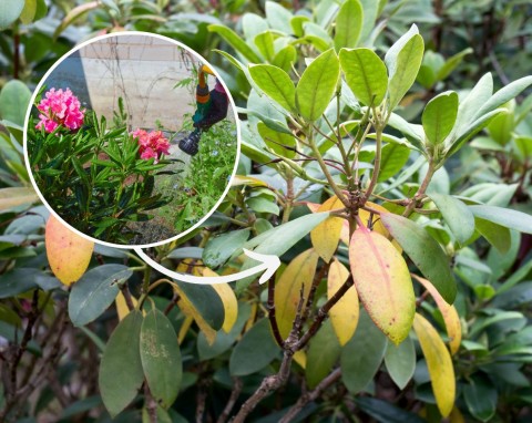 Choroby rododendronów – postaw na naturalne opryski i nawozy. Jak pobudzić rododendrona do wzrostu?