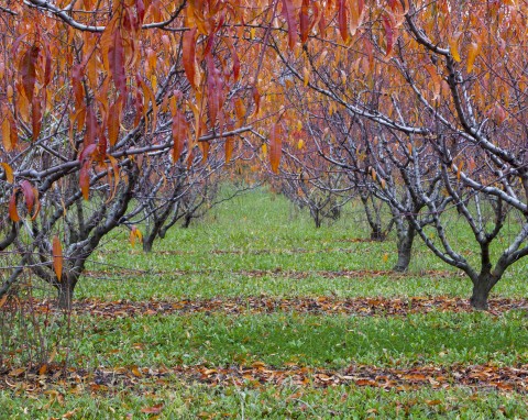 Listopad to najlepszy czas, by zacząć walkę z kędzierzawością liści brzoskwini. Jak zrobić oprysk miedzianem?