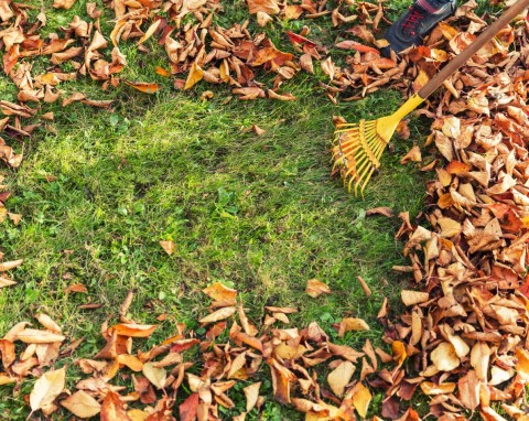 Pielęgnacja trawnika przed zimą. Ostatnie koszenie, nawożenie i usuwanie mchu