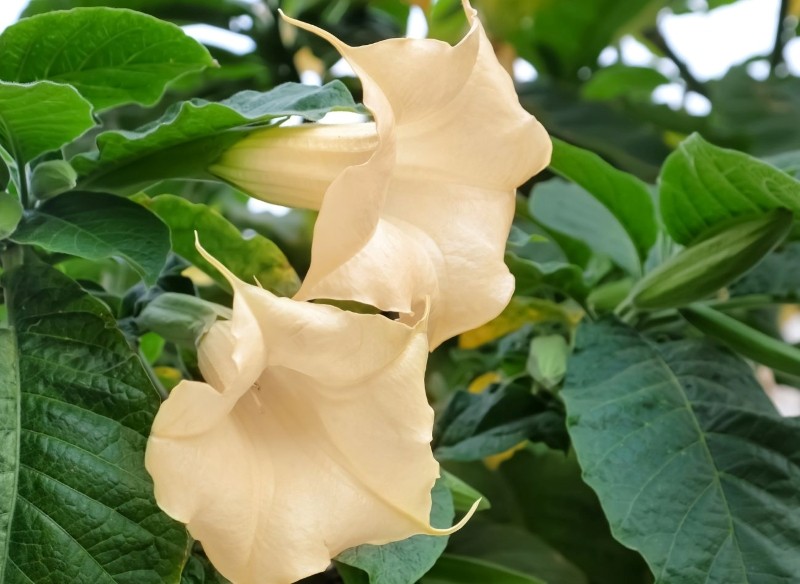 jak przezimować daturę