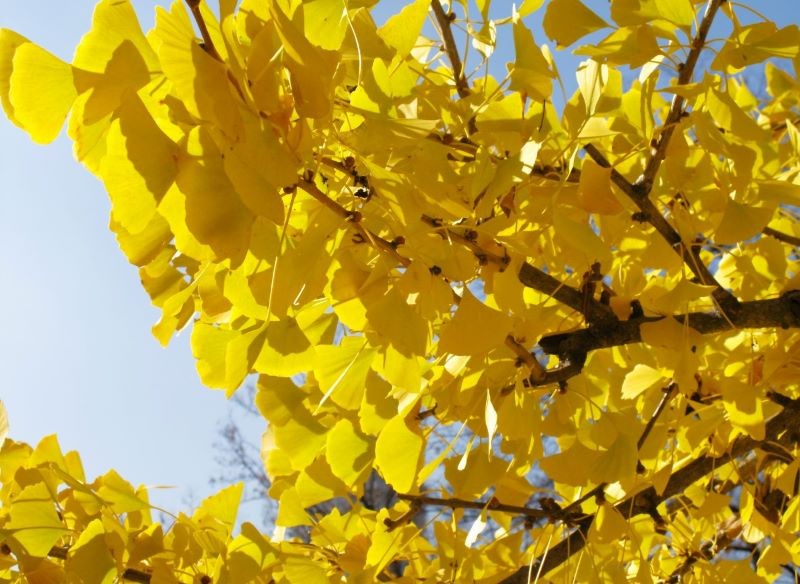 Miłorząb dwuklapowy (Ginkgo biloba) jesienią zachwyca złocistą barwą liści.