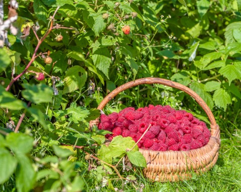 Jesienne sadzenie malin w ogrodzie – dobre odmiany. Kiedy i jak sadzić maliny?