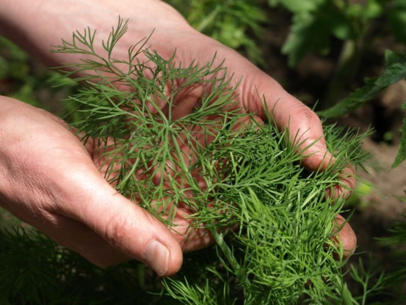Koper ozimy zbierzemy z grządki nawet kilka tygodni wcześniej niż jary.