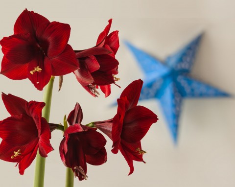 Nie tylko gwiazda betlejemska. Najpiękniejsze rośliny doniczkowe na Boże Narodzenie