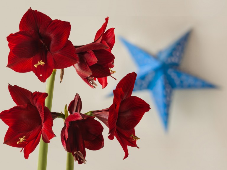 Nie tylko gwiazda betlejemska. Najpiękniejsze rośliny doniczkowe na Boże Narodzenie