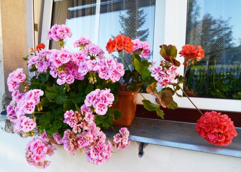 Do zimowania można przeznaczyć tylko zdrowe, wolne od szkodników pelargonie.