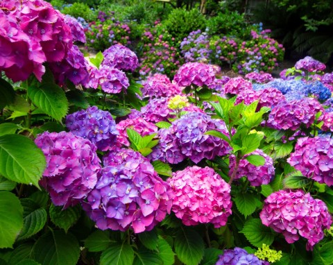 Hortensja ogrodowa (Hydrangea macrophylla)