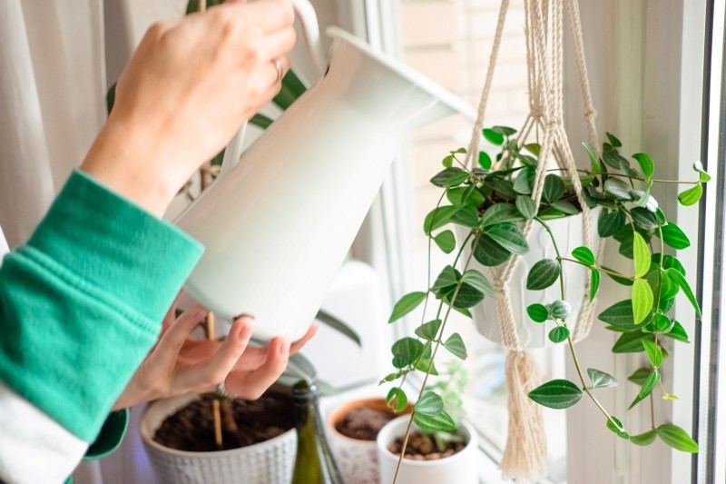 łupiny orzechów włoskich