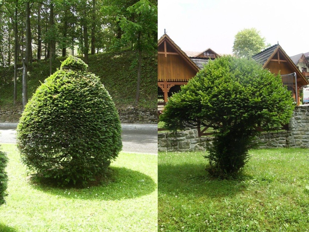 Pozostałe, SZCZAWNICA FONTANNĄ UROKU - UL. ZDROJOWA