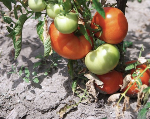 Susza na działce wykańcza rośliny? Zrób sam system nawadniania, uratujesz pomidory w doniczkach i drzewka owocowe