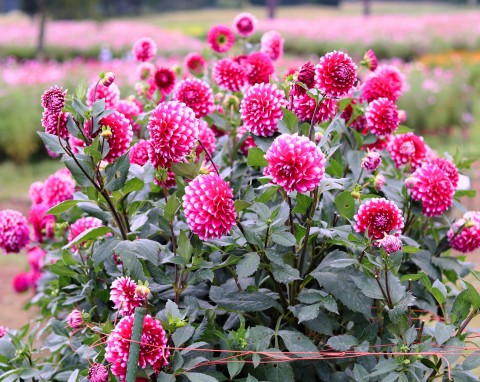 Pędzenie dalii i prosta metoda rozmnażania zimą. Będą kwitły bajecznie