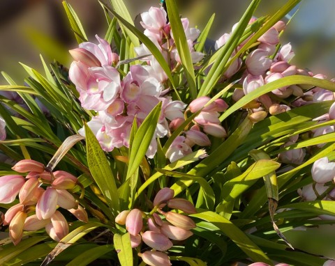 Wyjątkowo odporny i oryginalny storczyk. Jak uprawiać Cymbidium?