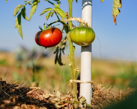 Co robić z pomidorami w sierpniu? Czy obrywanie liści i podwiązywanie pomidorów wystarczy?