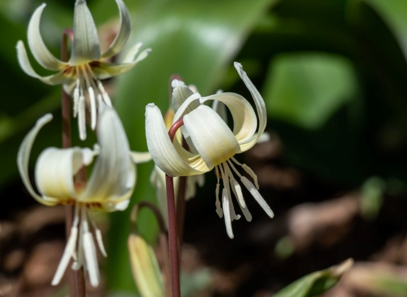 gdzie sadzić psizęby