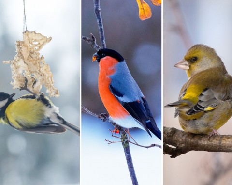 Te ptaki przylatują zimą do karmników. Czego nie wolno im dawać?