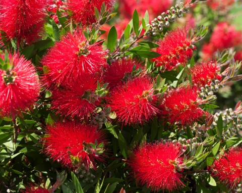 Kuflik (Callistemon)