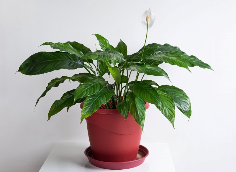 odżywka ze skórek kaki do skrzydłokwiatu