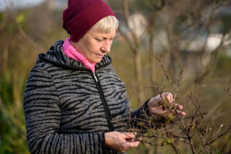 Gałązki ścięte 4 grudnia mają zakwitnąć w Boże Narodzenie.
