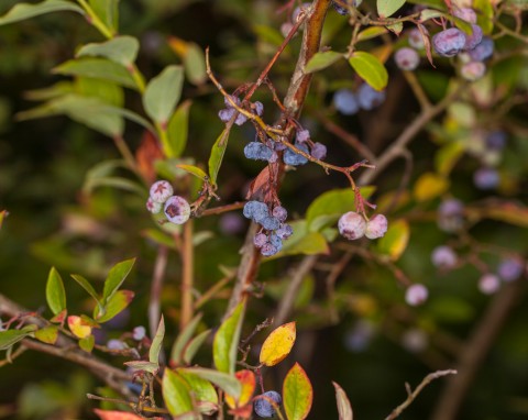 Jak przygotować borówkę amerykańską na zimę? Ochrona przed mrozem i zakwaszenie podłoża