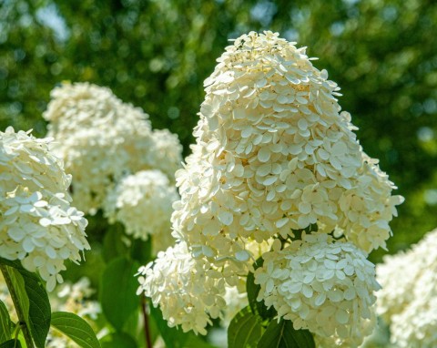 Przycinanie hortensji bukietowej. Najlepszy termin i technika na dużo bujnych kwiatów