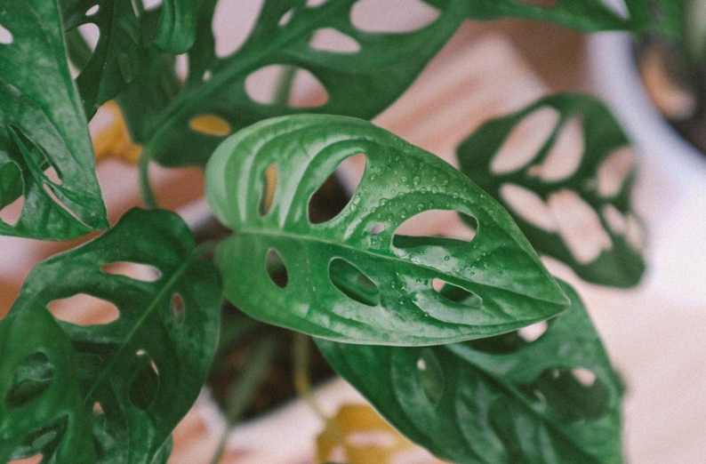 monstera monkey