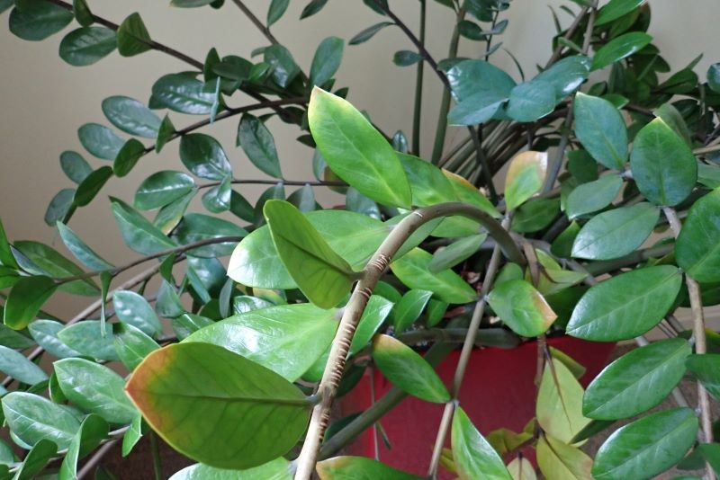 Zamiokulkas jest łatwy w uprawie, ale czasem sprawia problemy.