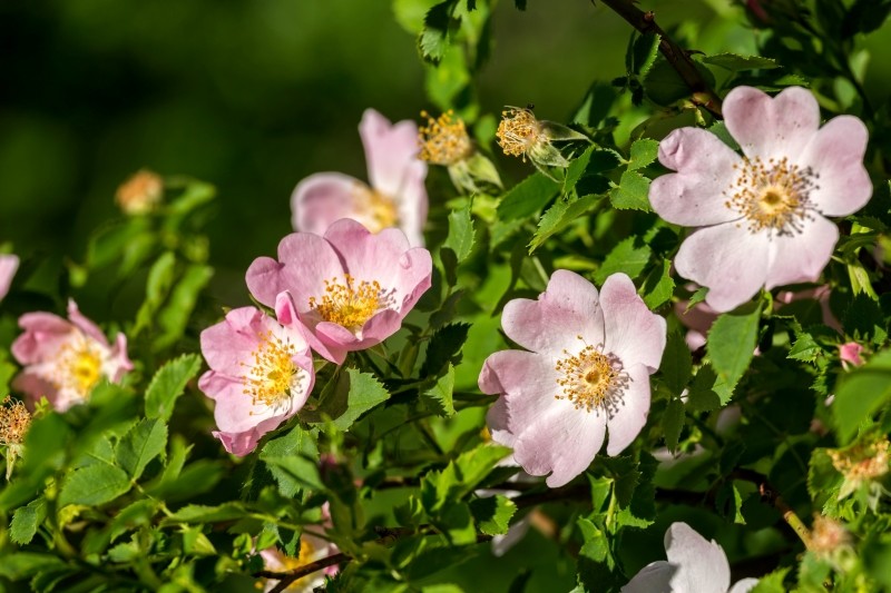 uprawa dzikiej róży