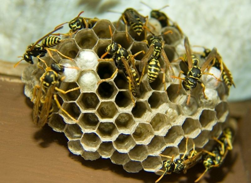 Klecanki budują otwarte gniazda.