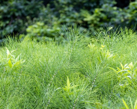 Skrzyp polny (Equisetum arvense)