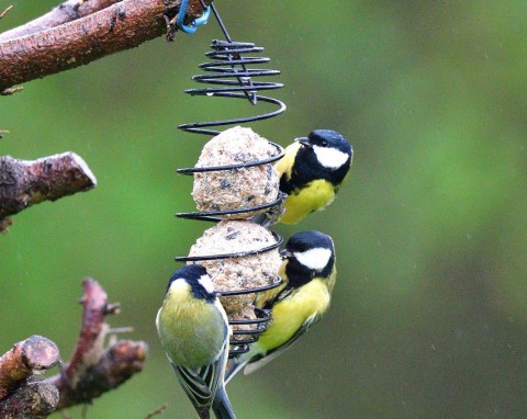 Znajdzie się w każdej kuchennej szufladzie. To materiał na najlepszy karmnik dla sikorek