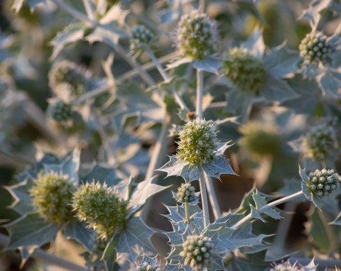 Mikołajek nadmorski (Eryngium maritimum)