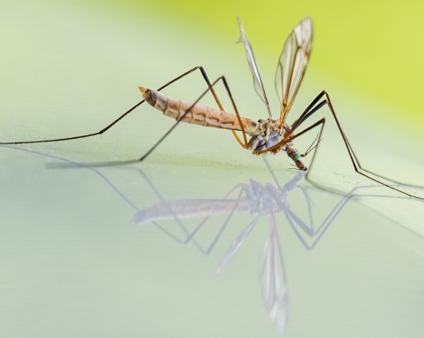 Domowe sposoby na odstraszenie komarów