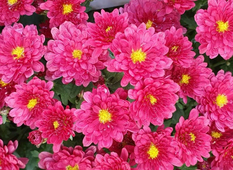 co kwitnie w listopadzie