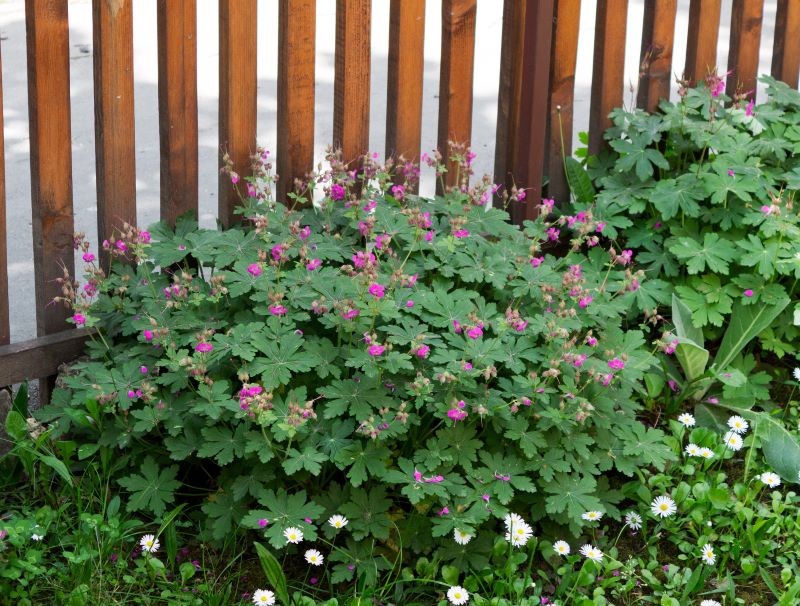 Bodziszek korzeniasty (Geranium macrorrhizum) świetnie radzi sobie w cieniu.
