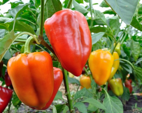 Naturalne nawożenie i pielęgnacja papryki w lipcu. Prosty sposób na podwojenie owocowania papryki
