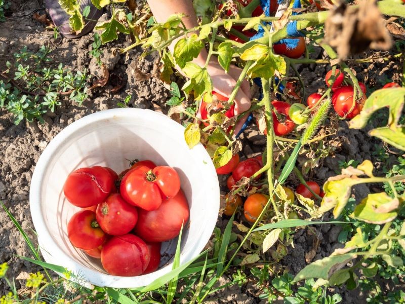 Dojrzewanie pomidorów na krzaku ma swoje plusy, ale bywa ryzykowne.