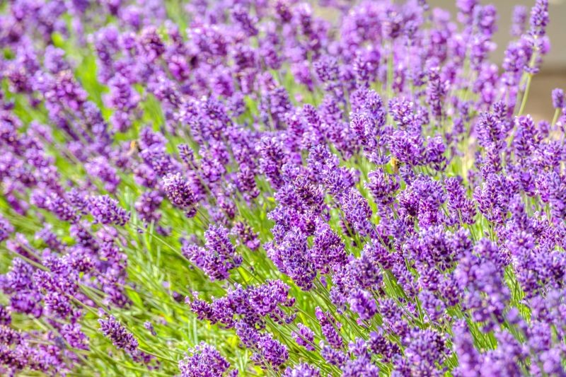 Lawenda, którą dobrze przytniemy, za rok zakwitnie jeszcze obficiej.