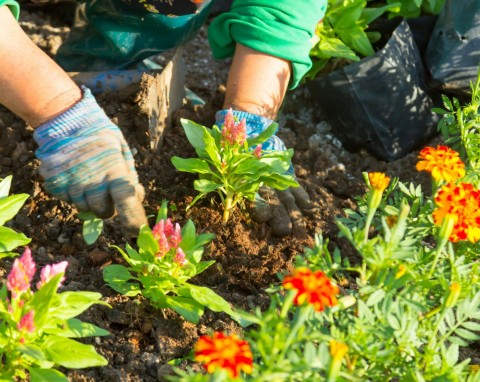 Pobierz sadzonki tych kwiatów we wrześniu. 7 roślin, które warto rozmnożyć, zanim nadejdzie jesień
