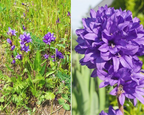 Dzwonek skupiony (Campanula glomerata)