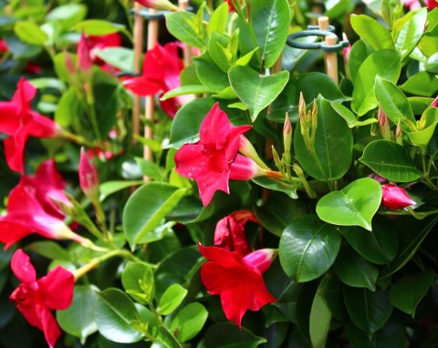 Kwiaty na balkon i taras - Bugenwilla i Mandevilla - rośliny śródziemnomorskie