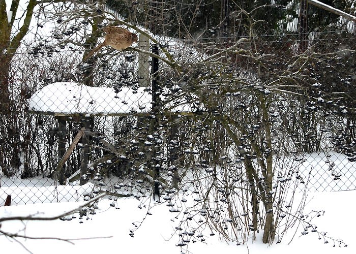 Ogród, Gość w ogrodzie