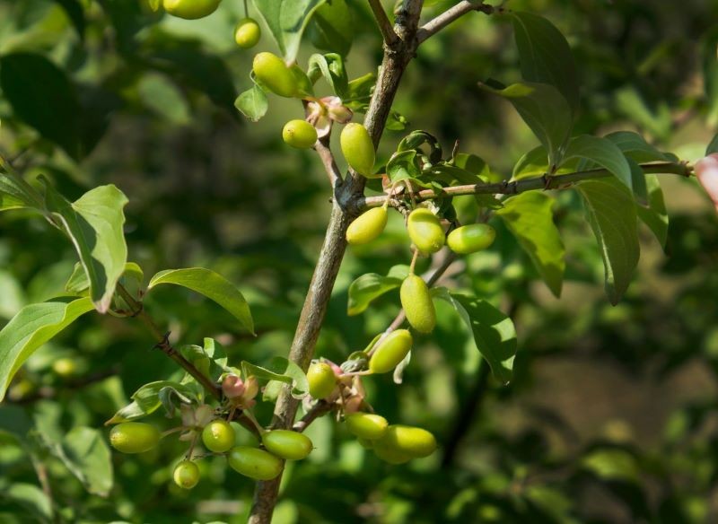 owoce niedojrzałe dereń jadalny