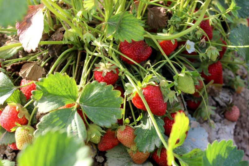 O przyszłoroczne owocowanie truskawek warto zadbać jeszcze w tym sezonie.