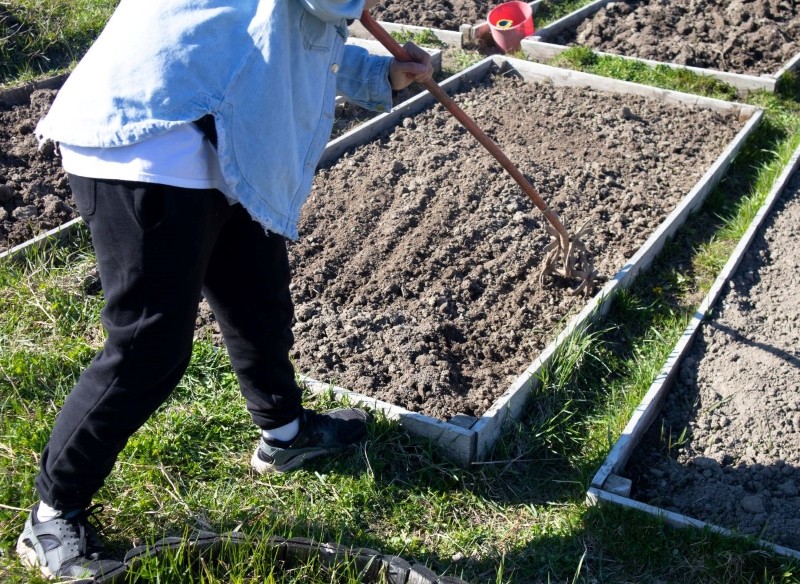 jakie warzywa wysiewać do gruntu jako pierwsze