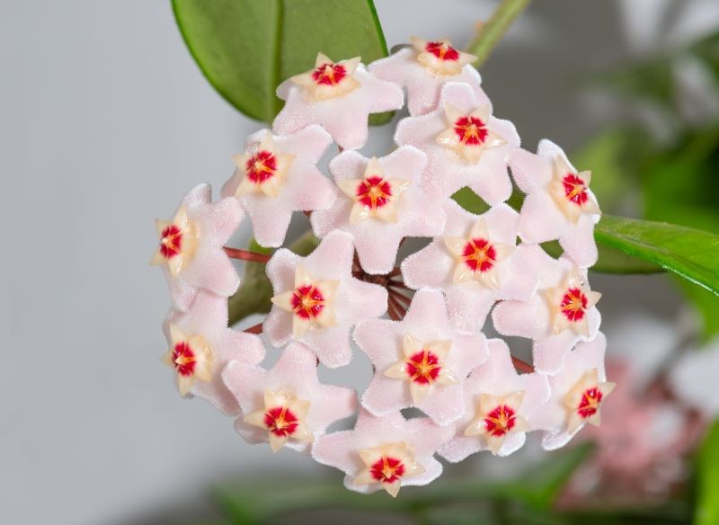 Kwiaty hoi wyglądają jak odlane z wosku.