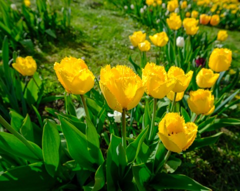 Jak zadbać o tulipany na przedwiośniu? Stosuj naturalną odżywkę, będą bujnie kwitły