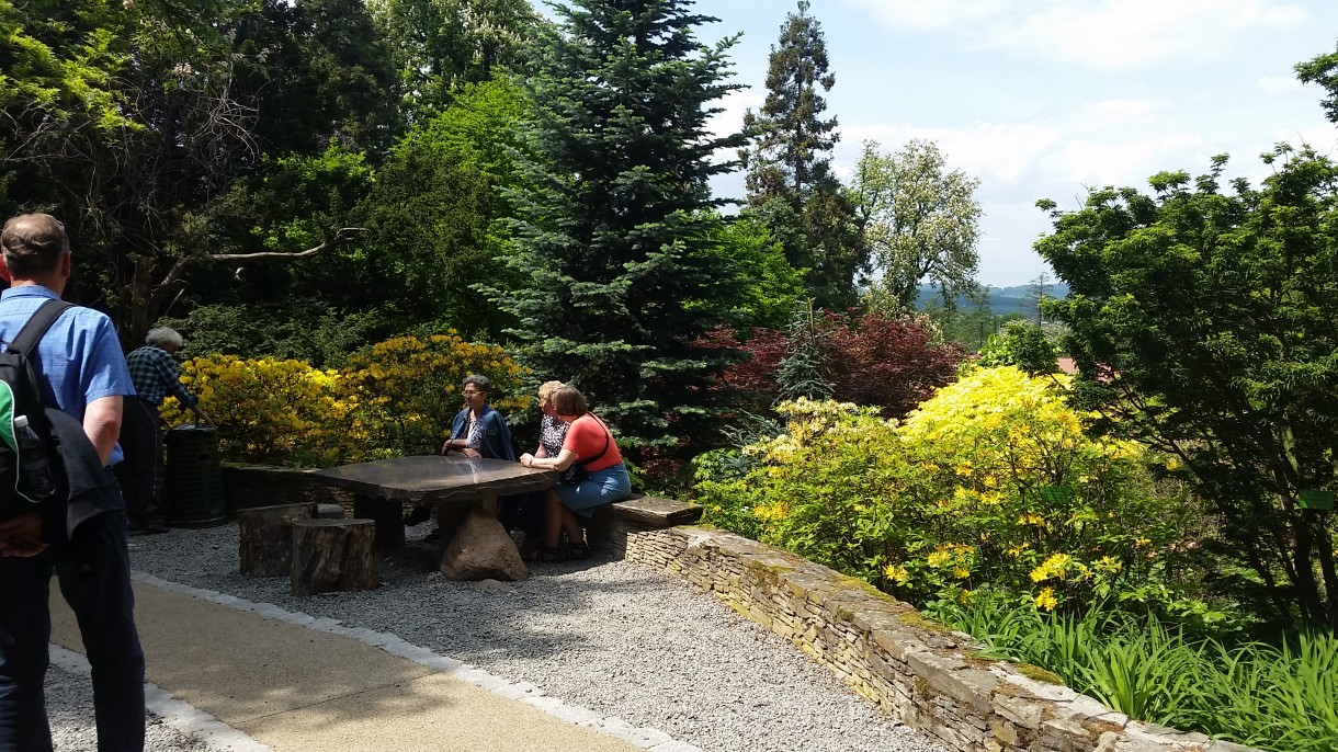 Pozostałe, Zakwitly rozaneczniki i azalie w arboretum