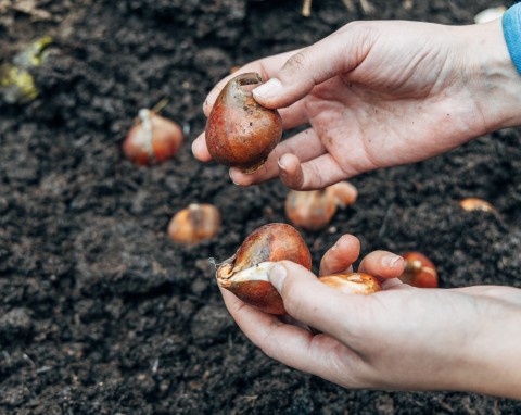 Dlaczego cebulki tulipanów gniją? Jak sadzić tulipany do donic