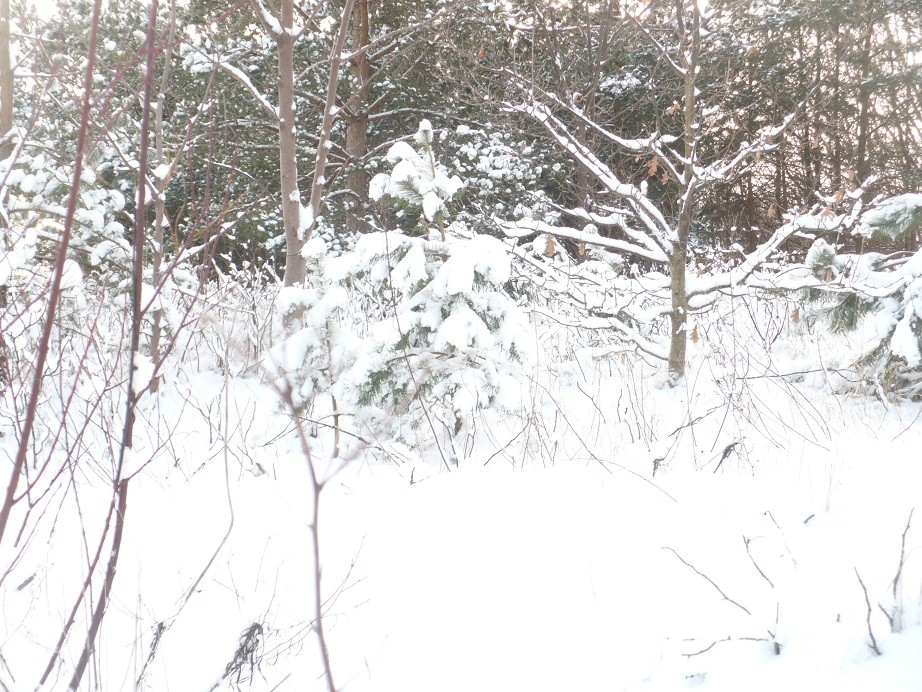 Pozostałe, Biała , zimowa...................... - ..................i śnieg na wydmach..............