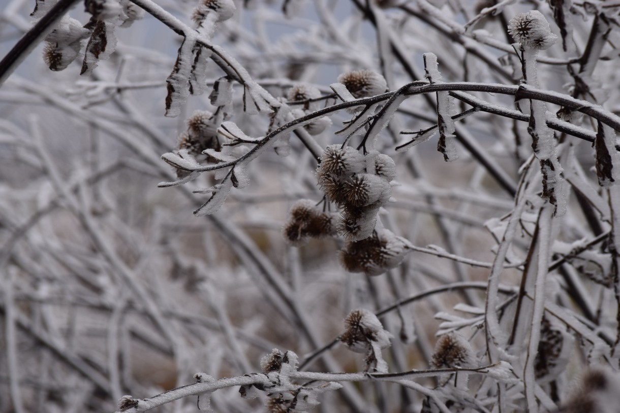 Leśne klimaty, WINTER ART ...